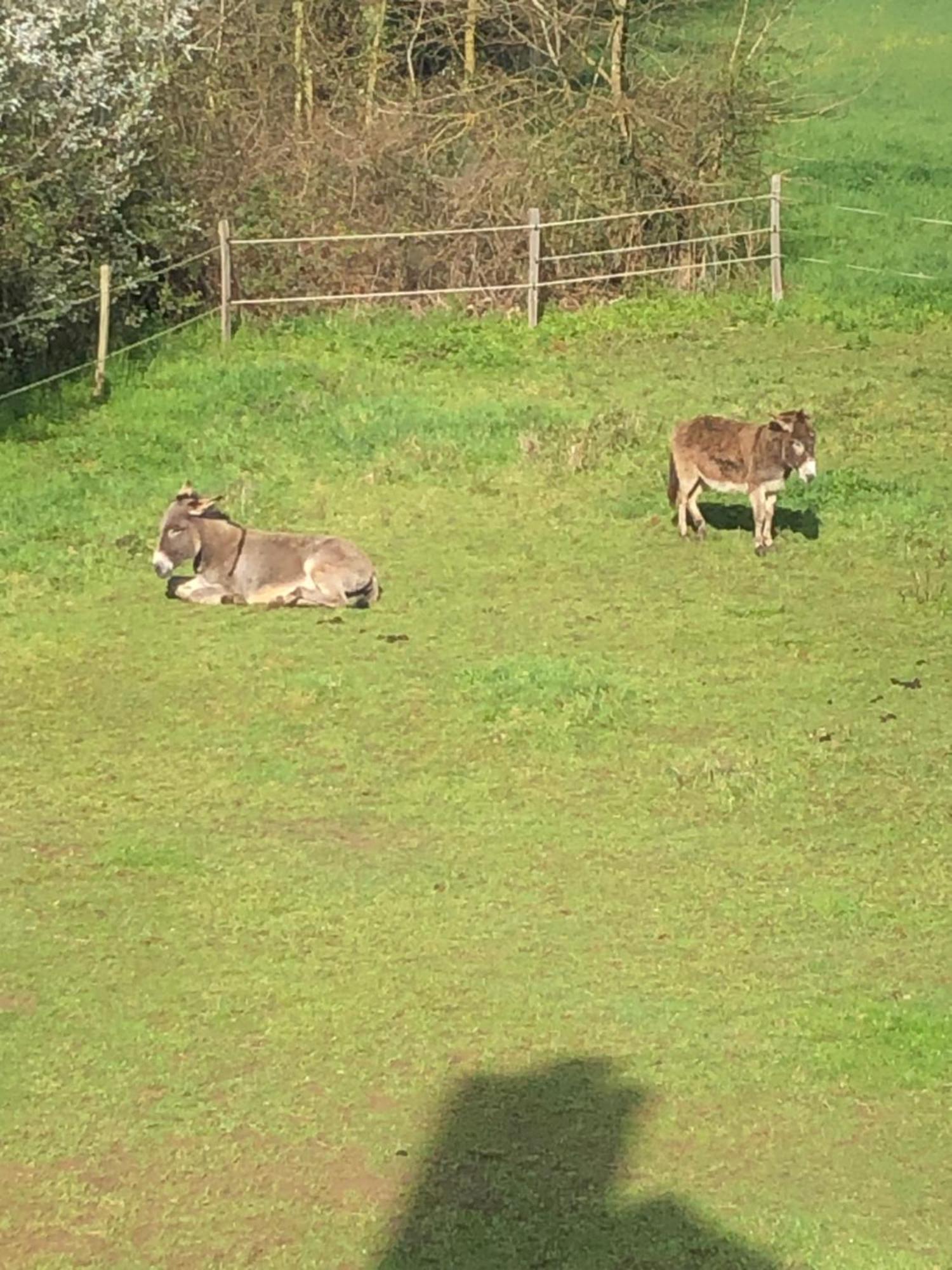 Gite Aux Anes Avec Spa Menetou-Ratel エクステリア 写真